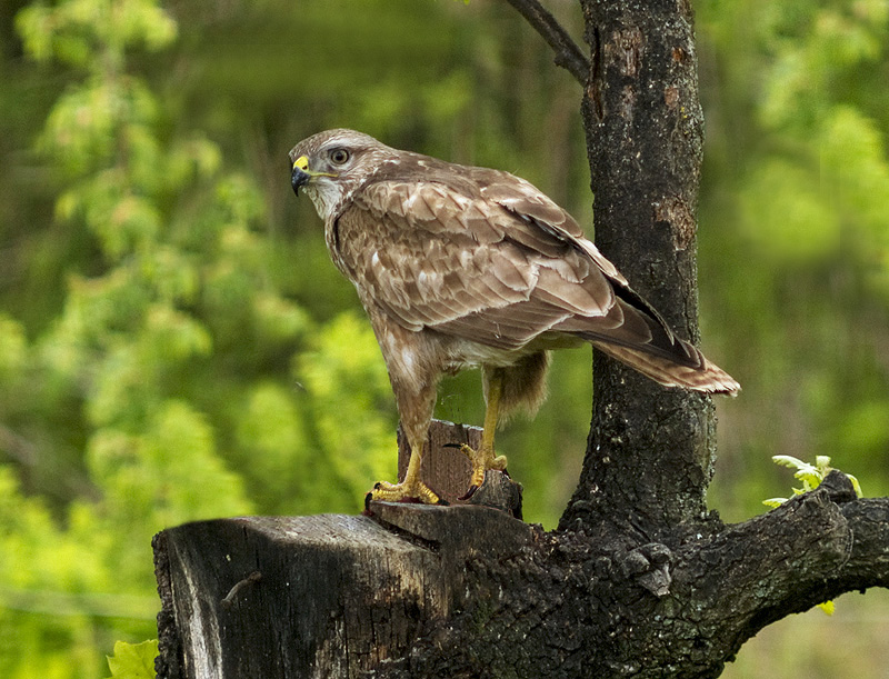 Poiana (Buteo buteo)